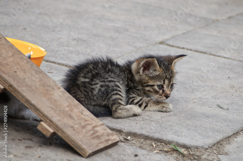 street cats