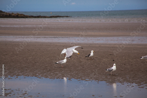 seagulls on the beach