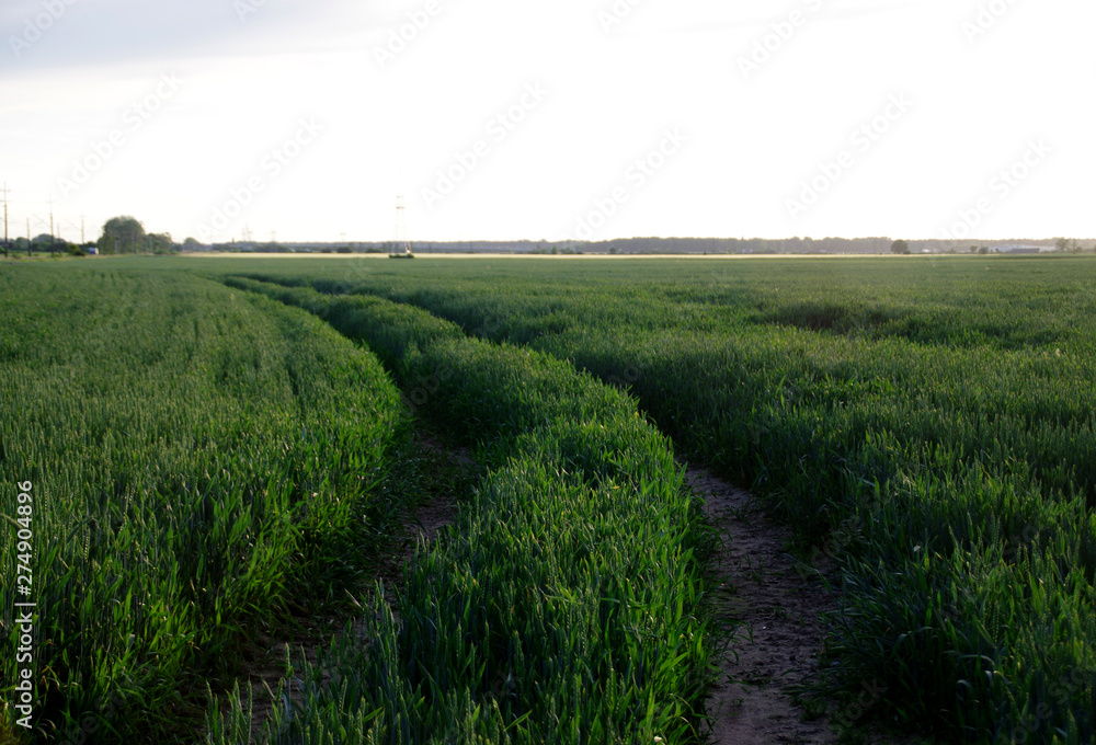 Beautiful wheat field landscape.