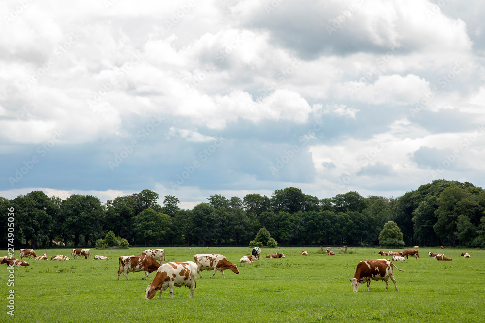 Herd of reddish-brown with white cows grazing in a green pasture lined with trees in scenery with dark cloudy sky. Herd of reddish-brown with white cows grazing in a green pasture lined with trees in scenery with dark cloudy sky.