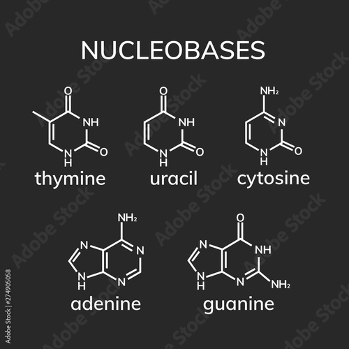 Purine and pyrimidine nucleobases on dark background
