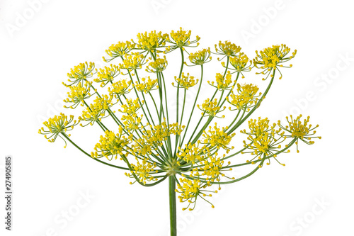Photos Wild fennel flowers