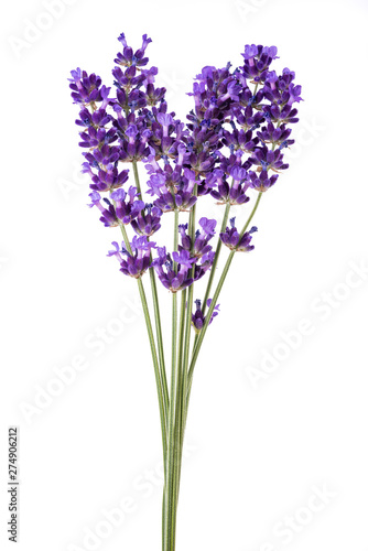 Lavender flowers