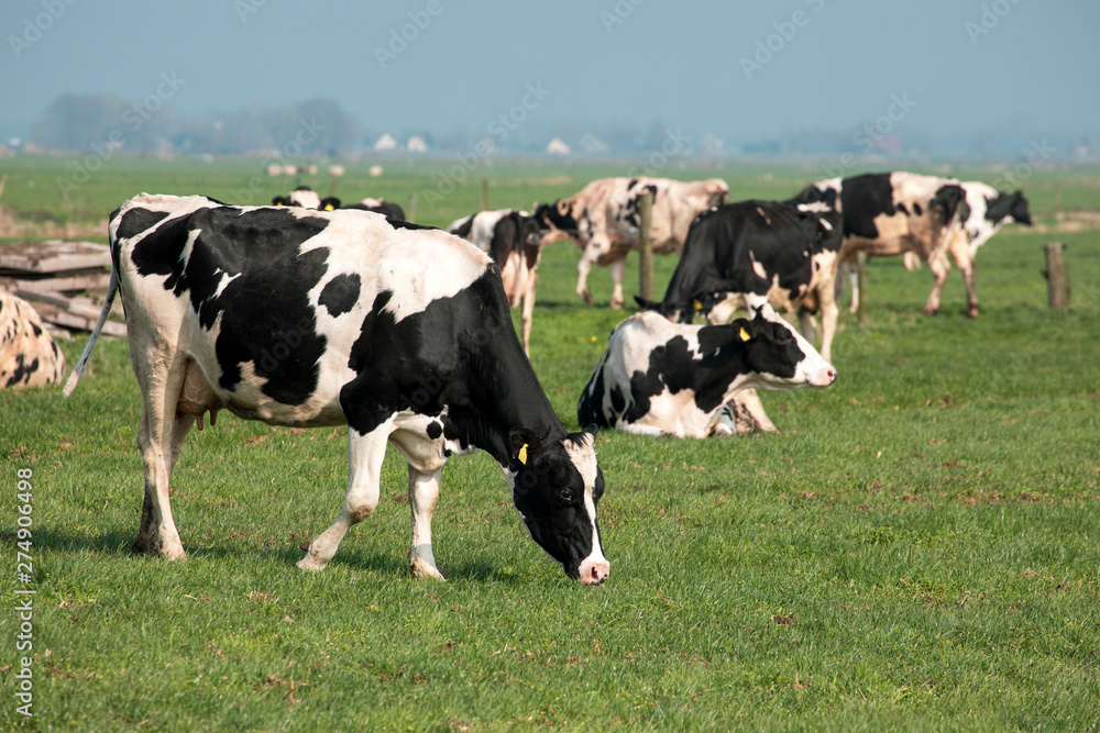 Grazing black and white Friesian Holstein cow amid a herd of cows in a green pasture on a rainy morning.