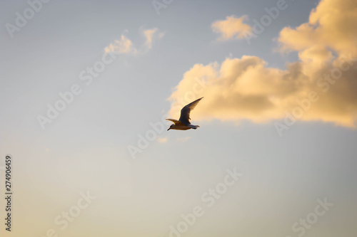 envole mouette