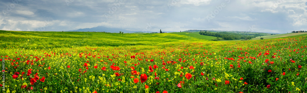 Panorama of Tuscan field near Siena in summer Panorama of Tuscan field near Siena in summer
