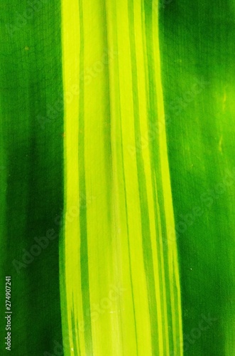 abstract green and yellow background