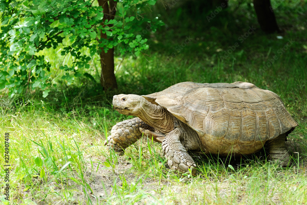 Fototapeta premium Large tortoise at the zoo.
