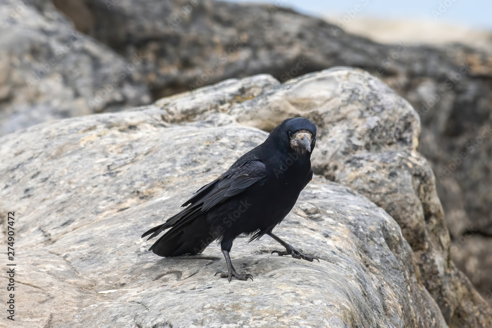 Rook - Corvus frugilegus on rock by water.Wildlife photo Rook - Corvus frugilegus on rock by water.Wildlife photo