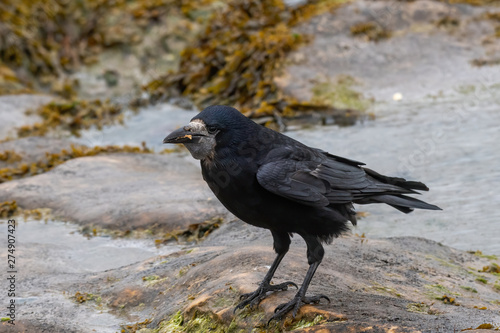 Rook - Corvus frugilegus on rock by water.Wildlife photo