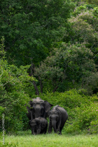 The jungle giants in green grass.Elephants in green 
