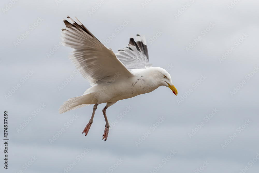 European herring gull (Larus argentatus) in flight against sky background European herring gull (Larus argentatus) in flight against sky background