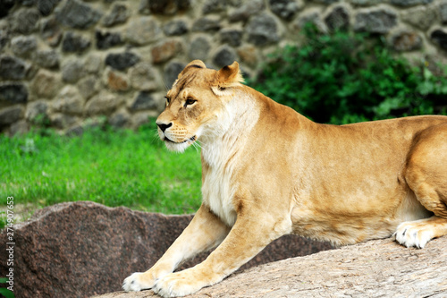 A portrait of a lioness