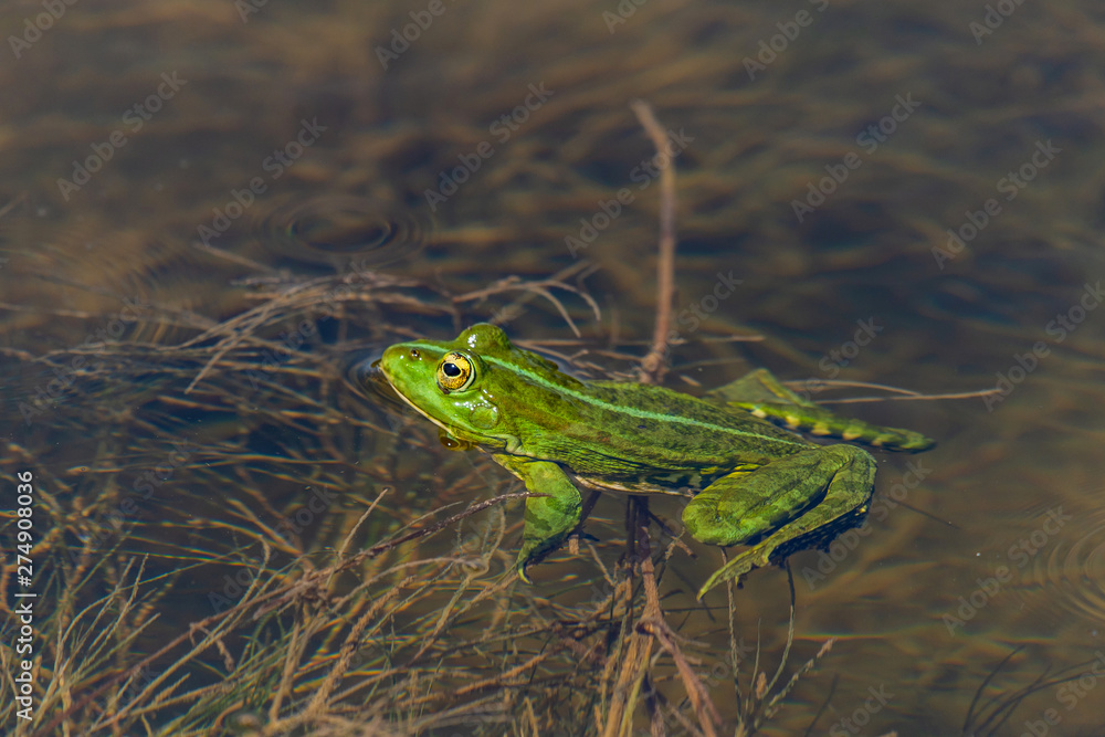 Marsh Frog in the water - Pelophylax ridibundus Marsh Frog in the water - Pelophylax ridibundus