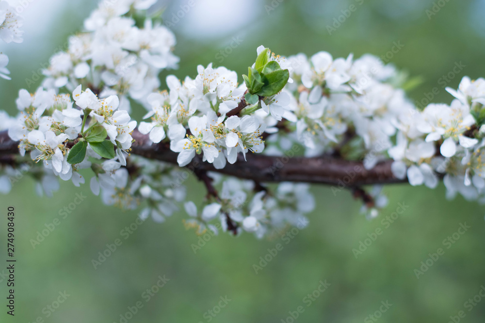 Beautiful apple tree branch with sun Beautiful Apple tree branch with the Sun on a green background, close-up