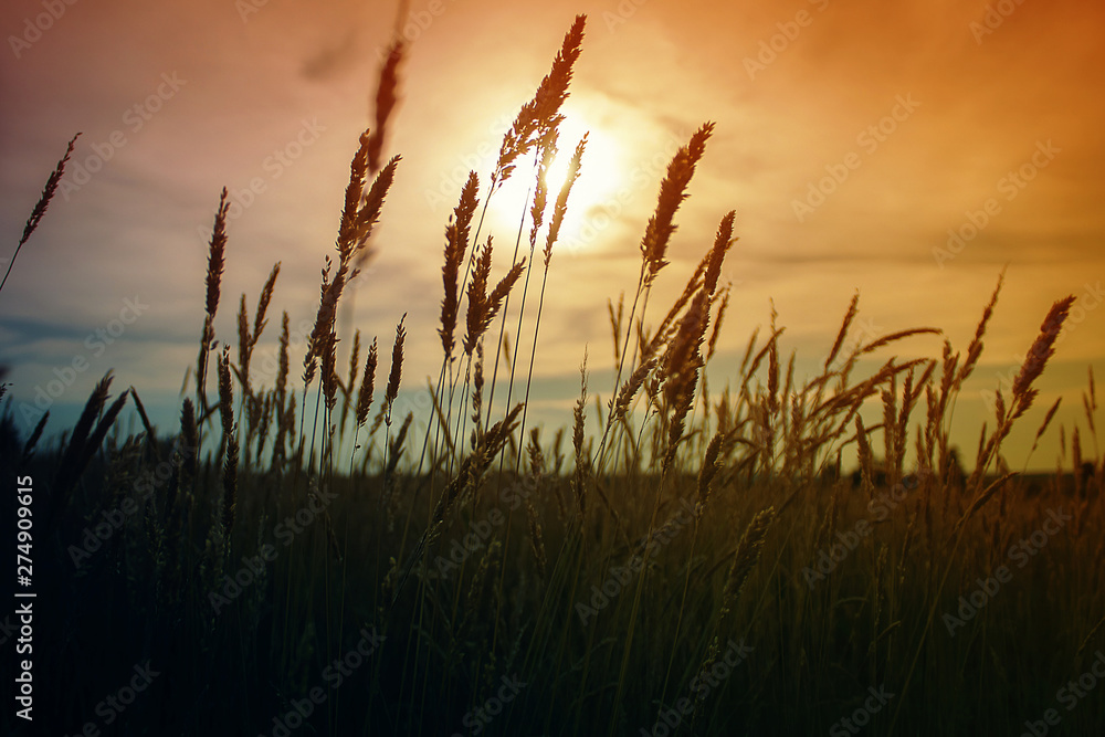 Beautiful landscape. Sunset in the field. Growth of grass in the meadow
