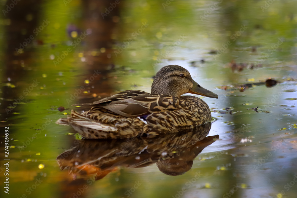 A female mallard (Anas platyrhynchos) on the water's surface A female mallard (Anas platyrhynchos) on the water's surface