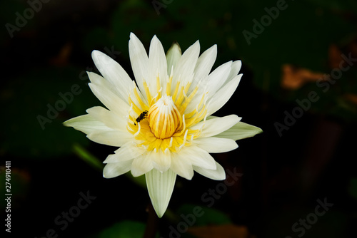 Beautiful lotus and a bee in the pond