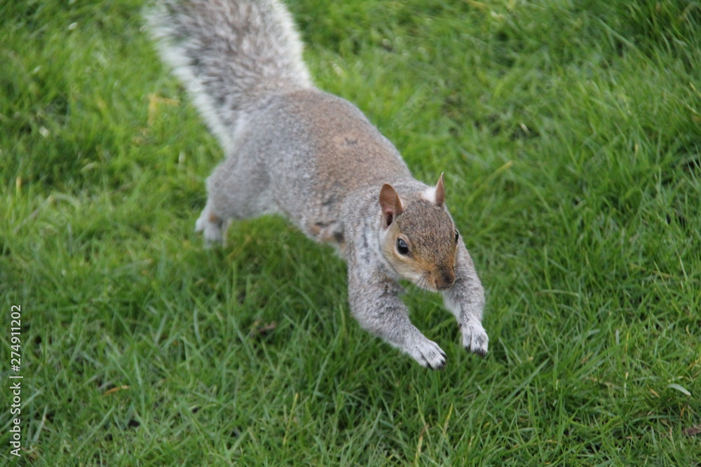 Obraz premium squirrel