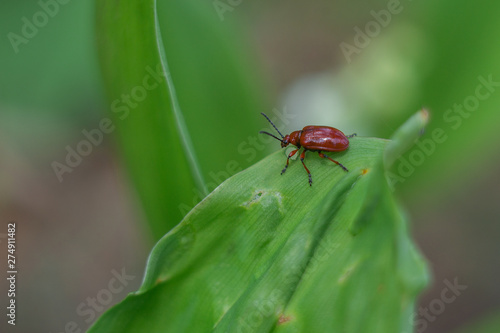 beetle on a leaf © светлана труханович