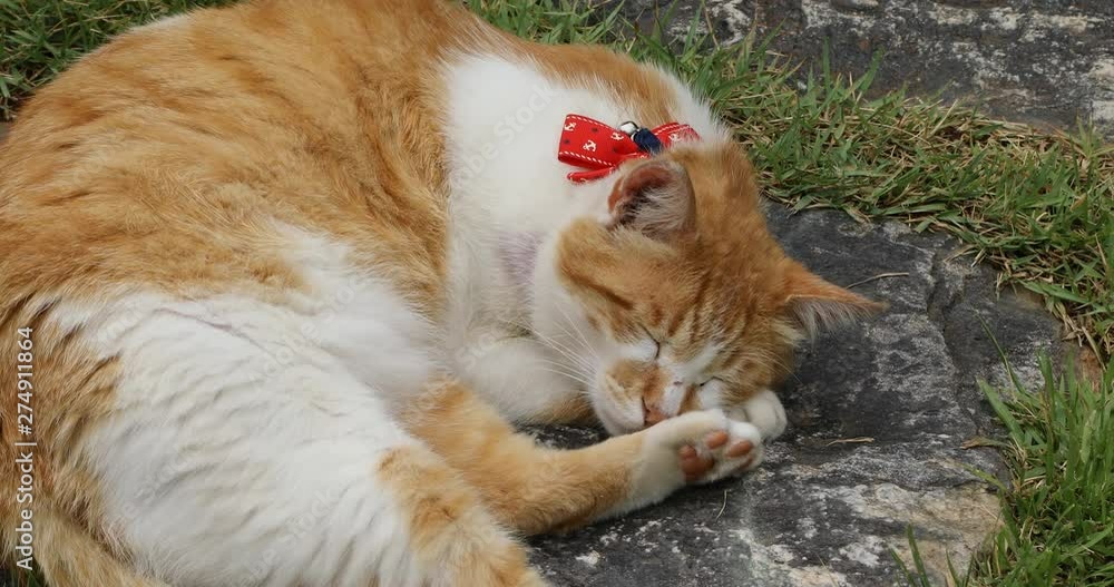 Cute mischievous cat fell into a nap Cute mischievous cat fell into a nap
