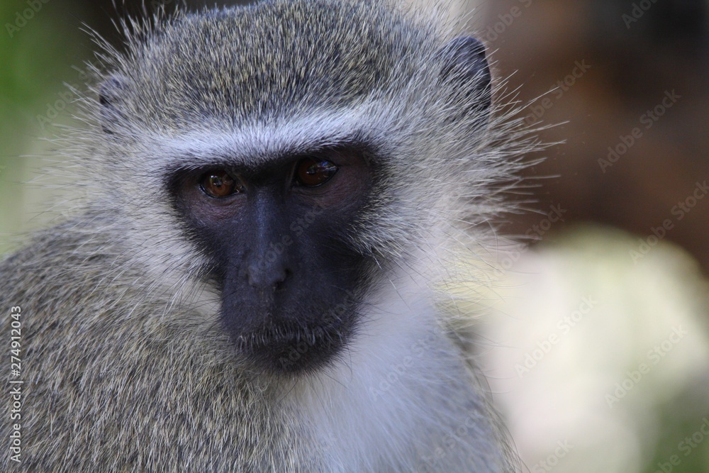 Obraz premium portrait d'un singe vervet en Afrique du Sud