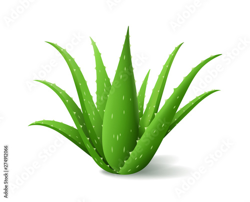 Aloe Vera bush, realistic green plant, green aloe leaves and stems isolated on white background, vector illustration