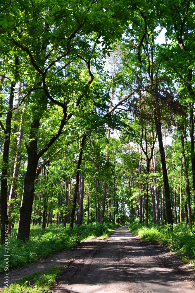 Fototapeta premium path in forest