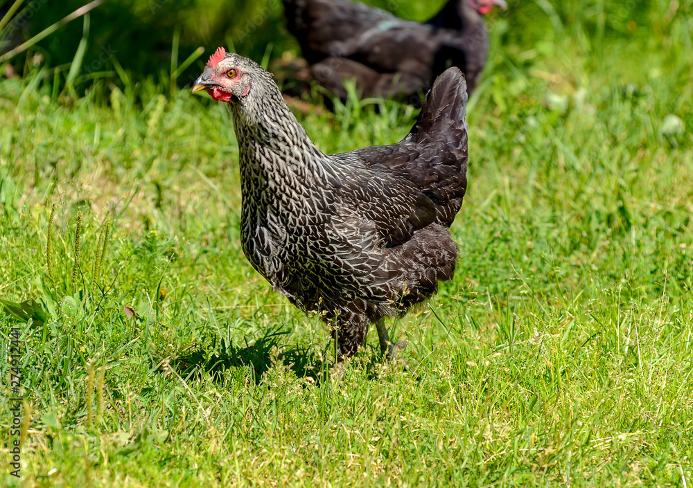 Domestic chickens walking near the house on the grass.