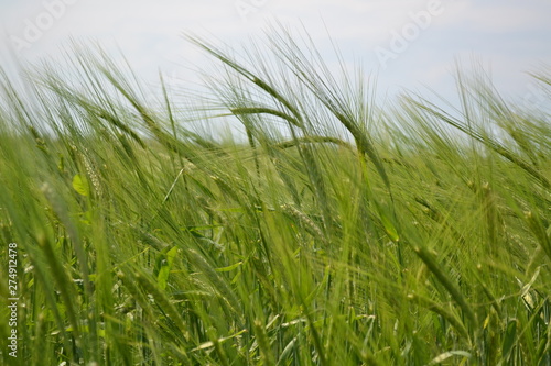 green grass on background of blue sky