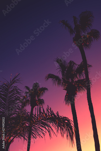 Tropical Summer Night Background With Palm Trees at Sunset photo