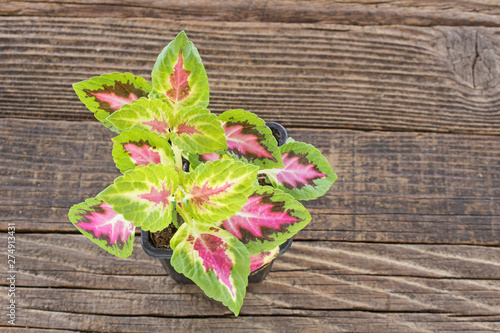 Coleus plant in pot on wooden background