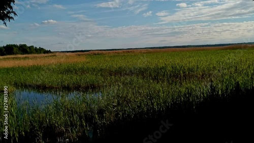 Rural wheat harvesting fields of Kaniera landscape in Latvia, panning shot photo