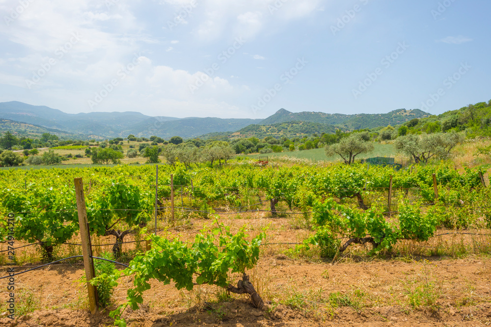 Green vineyards in the hills of the island of Sardinia in sunlight in spring