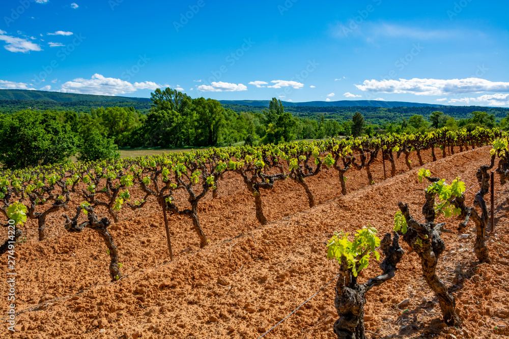 Production of rose, red and white wine in Luberon, Provence, South of France, vineyard on ochres in early summer