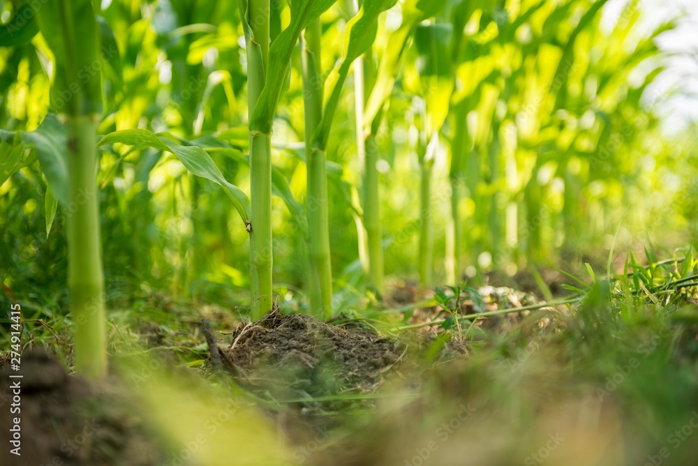 Obraz premium corn plant seedlings. corn maize field.
