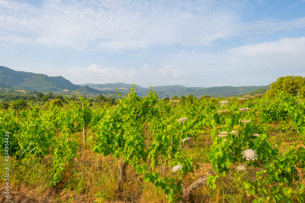 Naklejka premium Green vineyards in the hills of the island of Sardinia in sunlight in spring