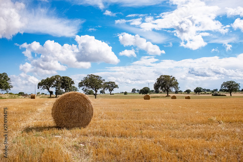 Quadro su tela Beautiful view of Apulia countryside in summer