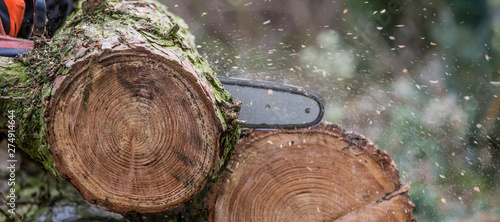 Logs are cut with a chainsaw. photo