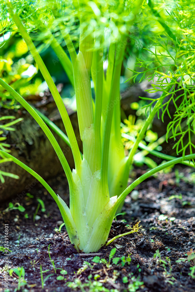 Obraz premium Healthy vegetables growing in garden, young green bulb of fennel plant