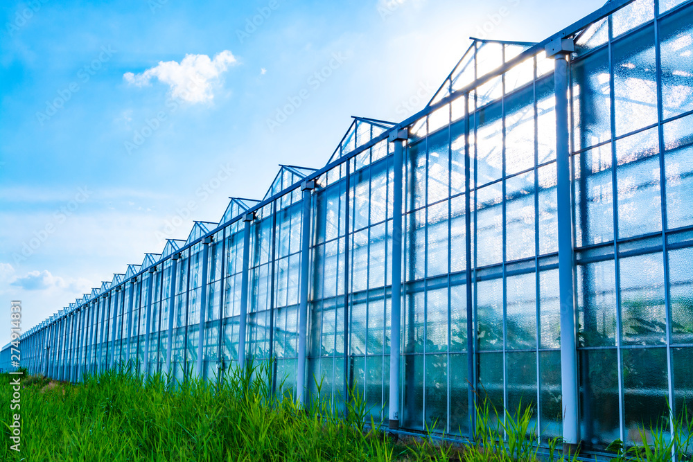 All season fresh vegetables, fruits and flowers, agriculture in Netherlands, big modern greeenhouses in Limburg, exterior view