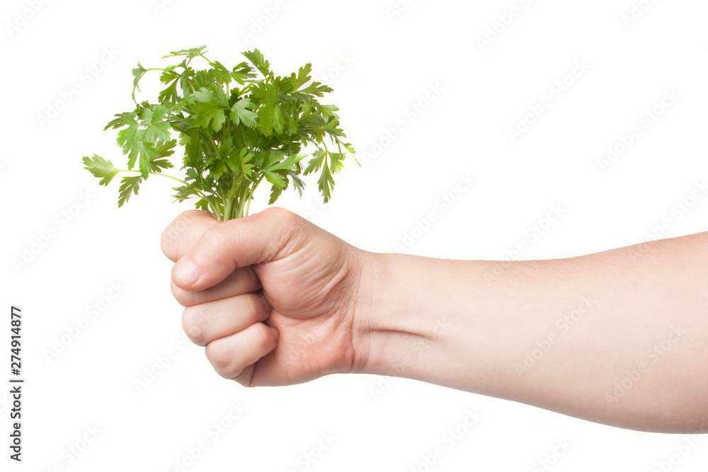 Hand holds a bunch of fresh parsley on a white background Hand holds a bunch of fresh parsley on a white background