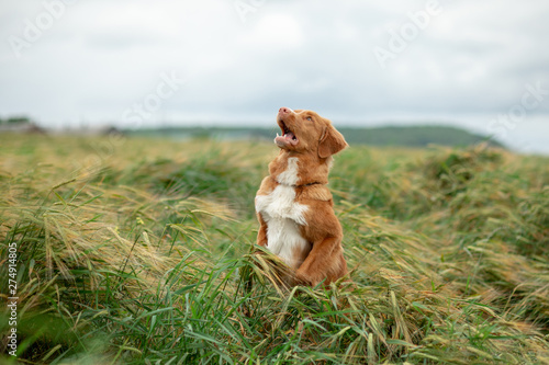 Nova Scotia Duck Tolling Retriever dog outdoors in wheat fields jumps. pet walk