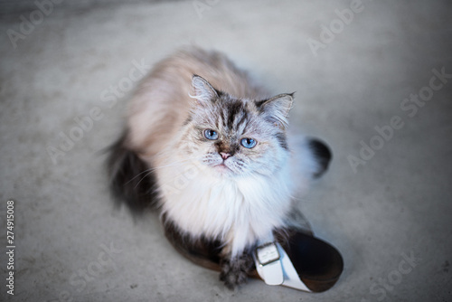 fluffy long-haired cat relaxing on pair of shoes