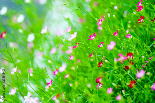 colorful beautiful pink gypsophila boutique flower in garden photo