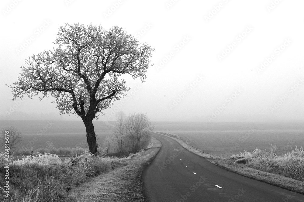 winter tree winter tree