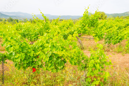 Green vineyards in the hills of the island of Sardinia in sunlight in spring