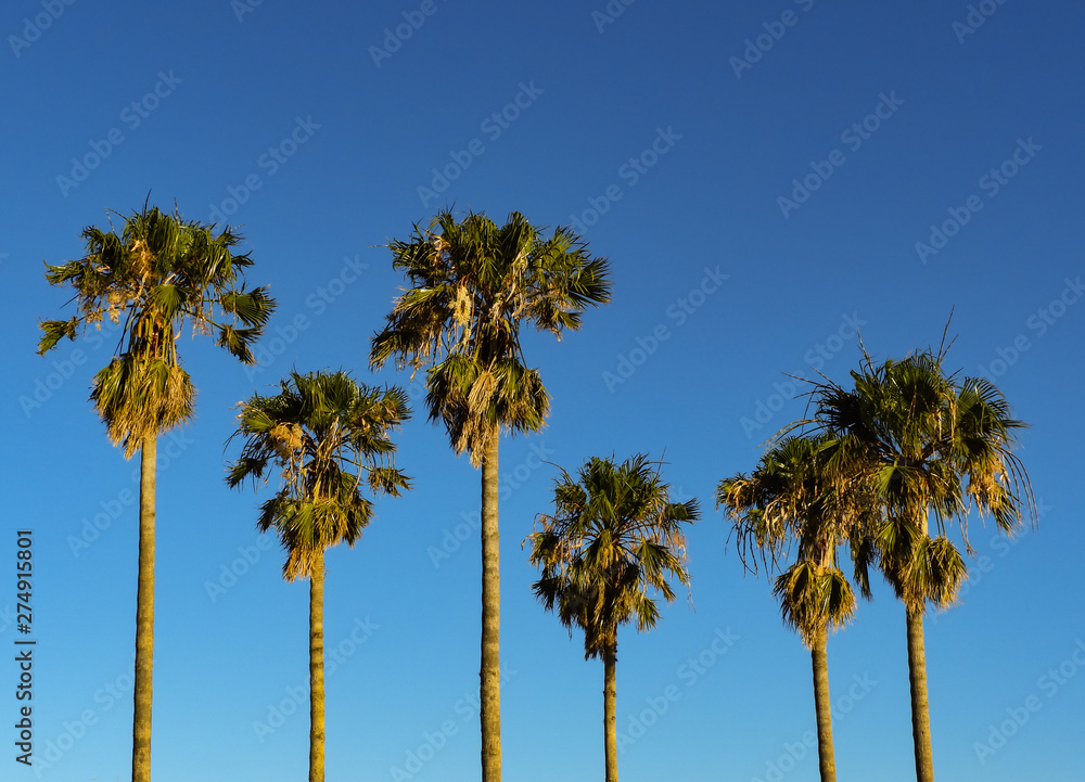 Obraz premium Flores y verano