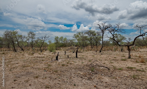 Angeschmorte Baumreste nahe einer Siedlung in Mosambik