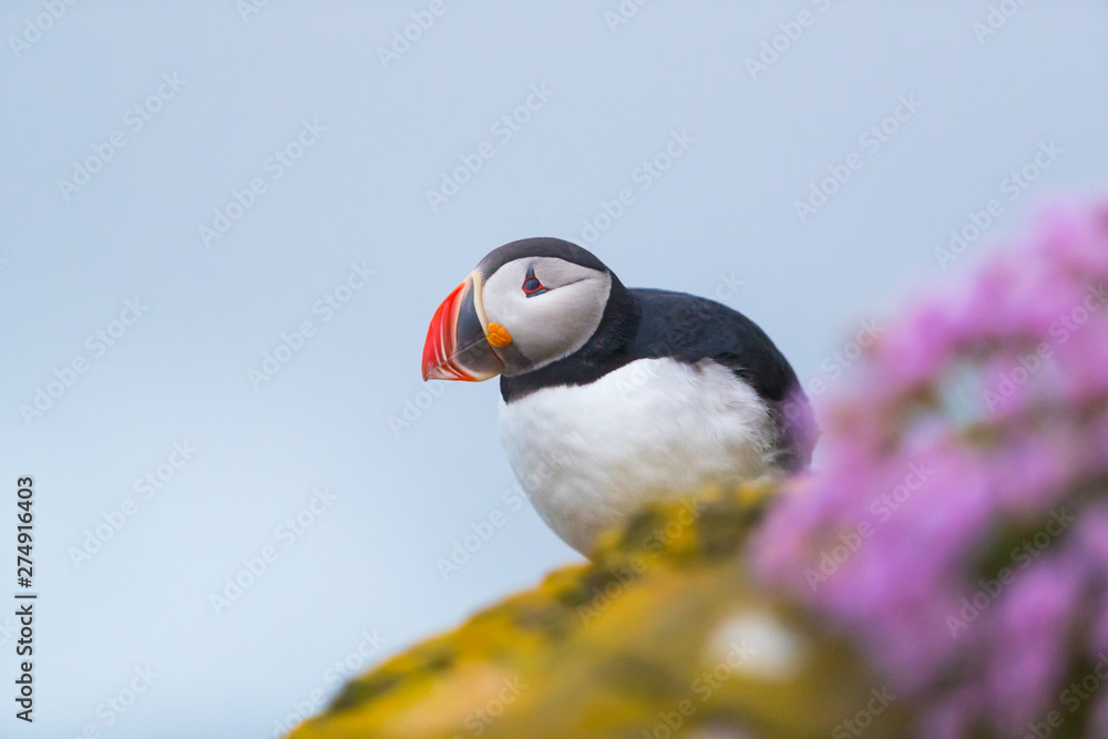 Naklejka premium Cute iconic puffin bird, Iceland